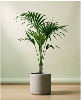 Kentia palm (Howea forsteriana)